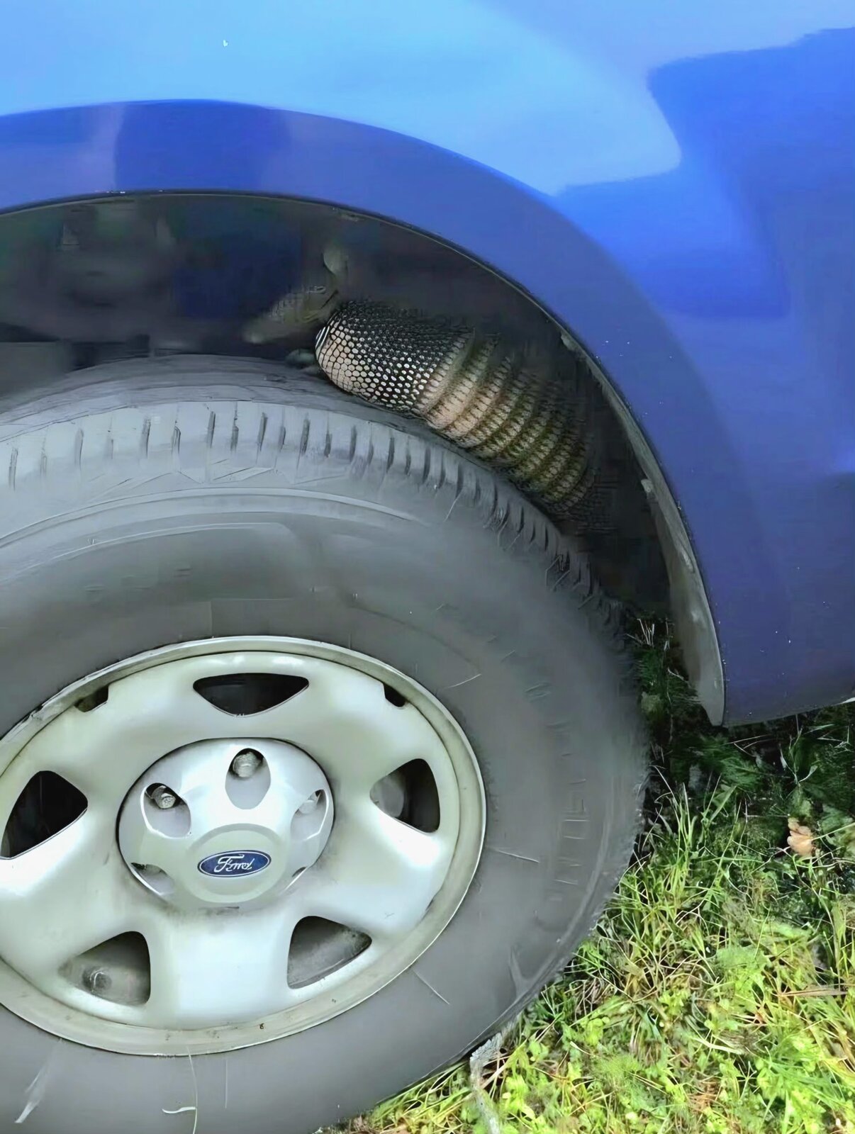 Why Armadillos Are Destroying Florida Lawns