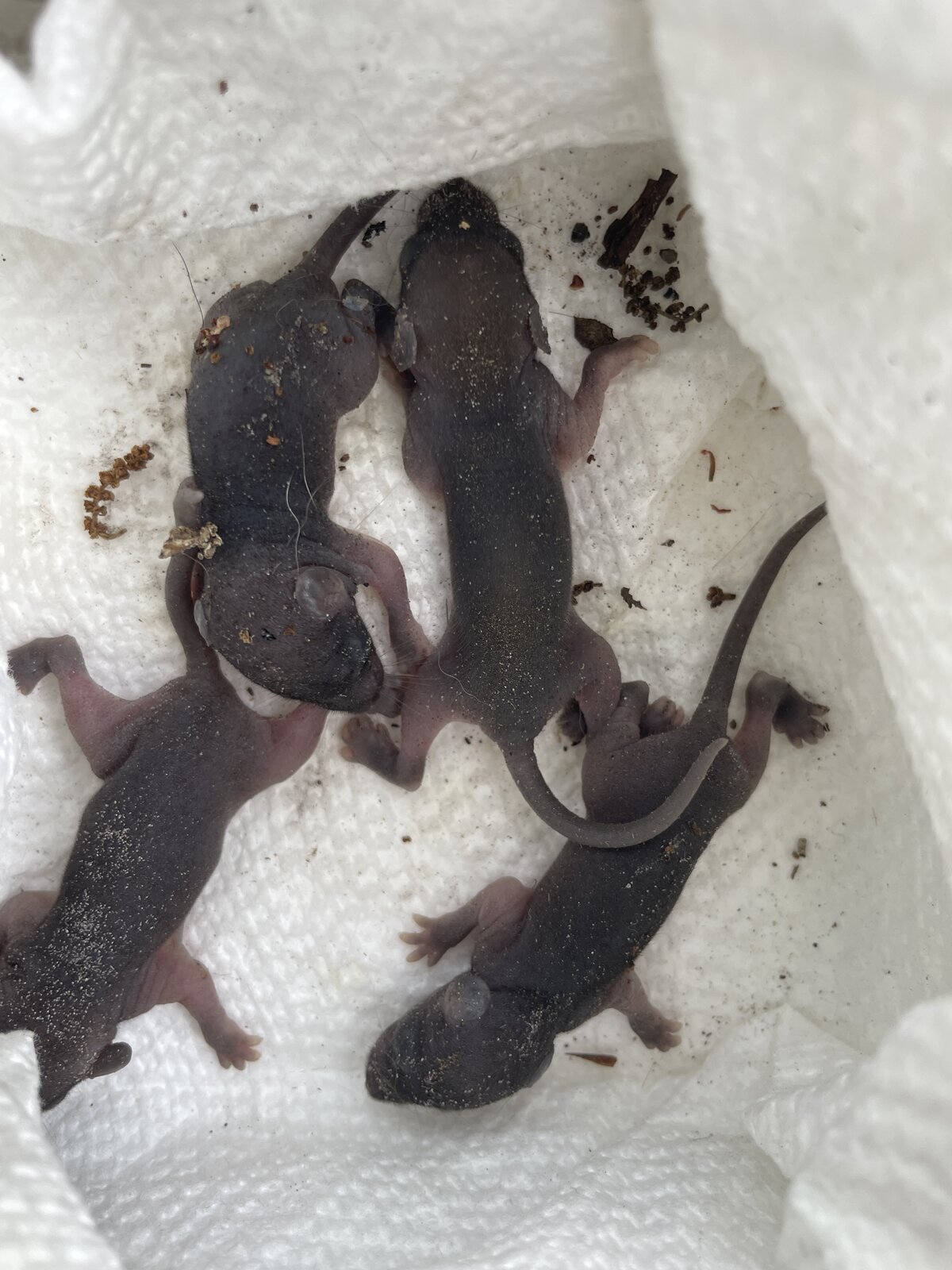 Why DIY Rodent Poison Can Create Bigger Problems