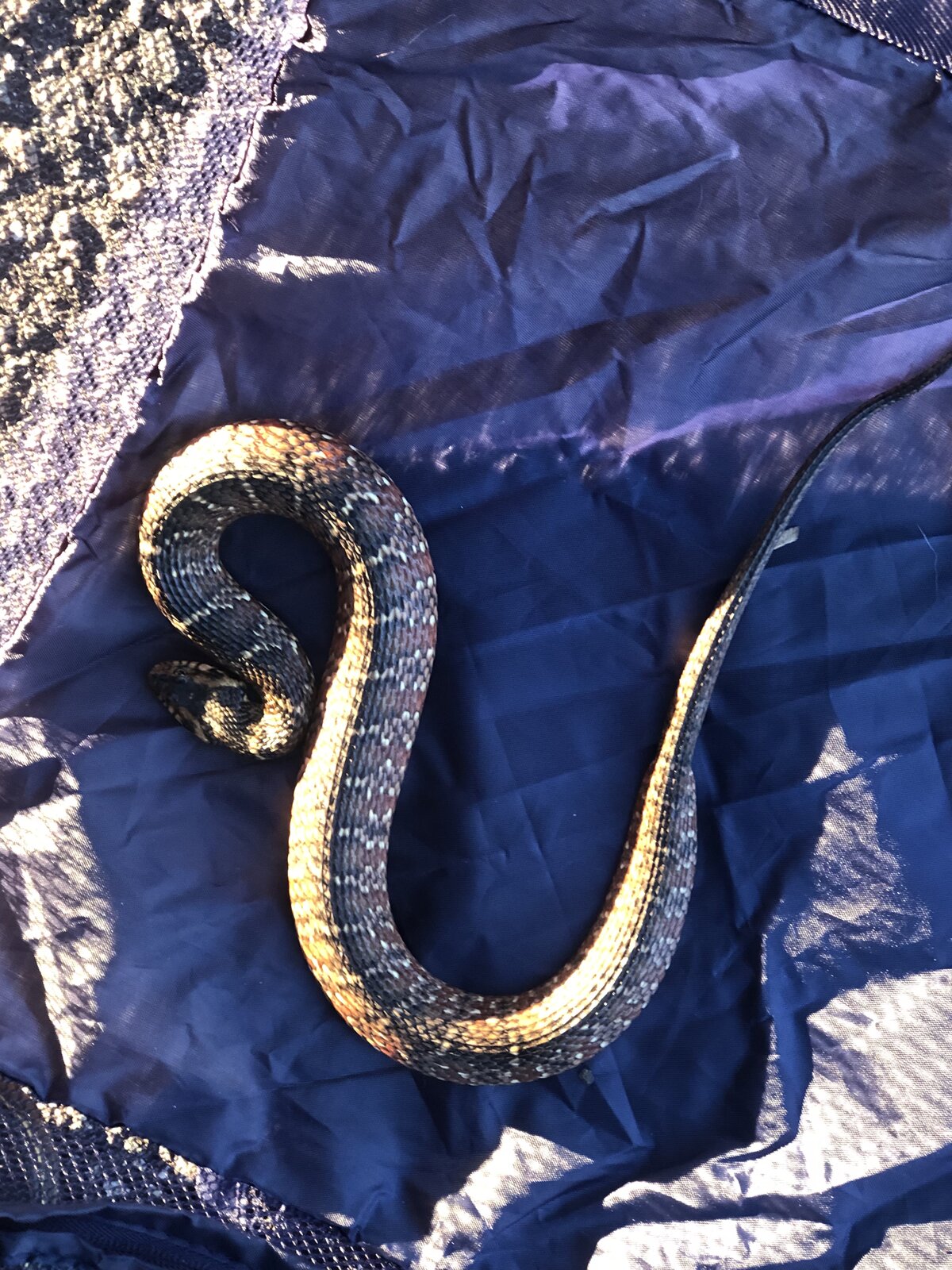 6 Venomous Snakes of Florida: Safety Tips