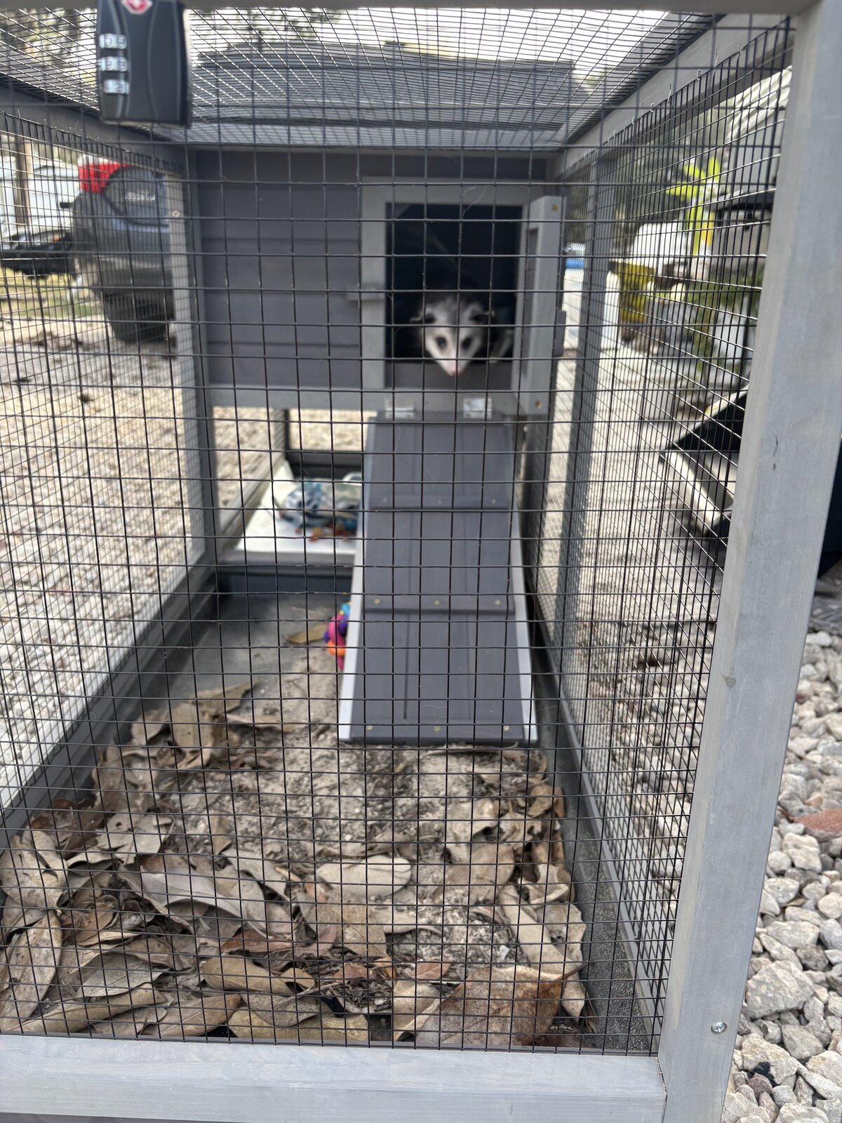 What Happens After We Remove an Animal? Relocation Laws, Rehabilitation, and Sanctuary Partnerships